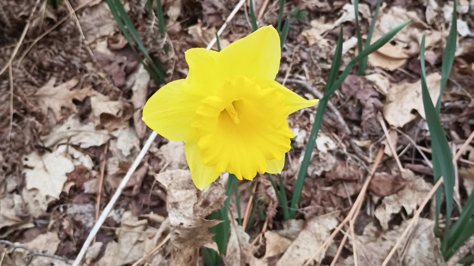 Daffodil