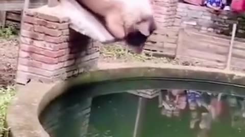 Funny animal