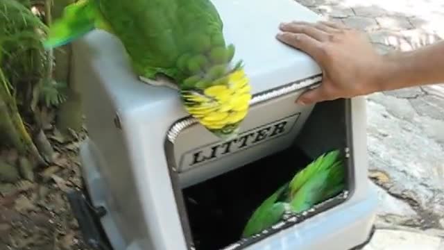 Parrots laughing like women