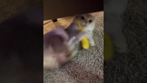 Funniest Cats Video 🐱🐶 Part 8