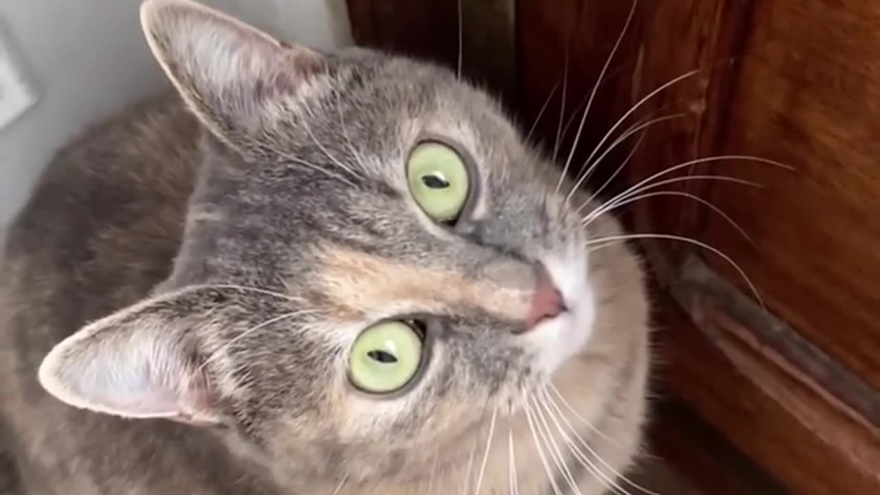 Sounds That Attracts cats! Funny animal videos.