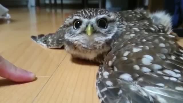 やる気ないフクロウ