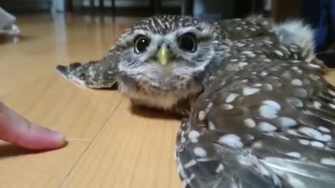 やる気ないフクロウ