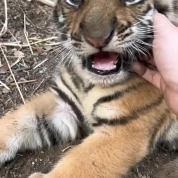 This video just give me a heart-attack