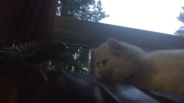 Cat unimpressed with dancing parrot