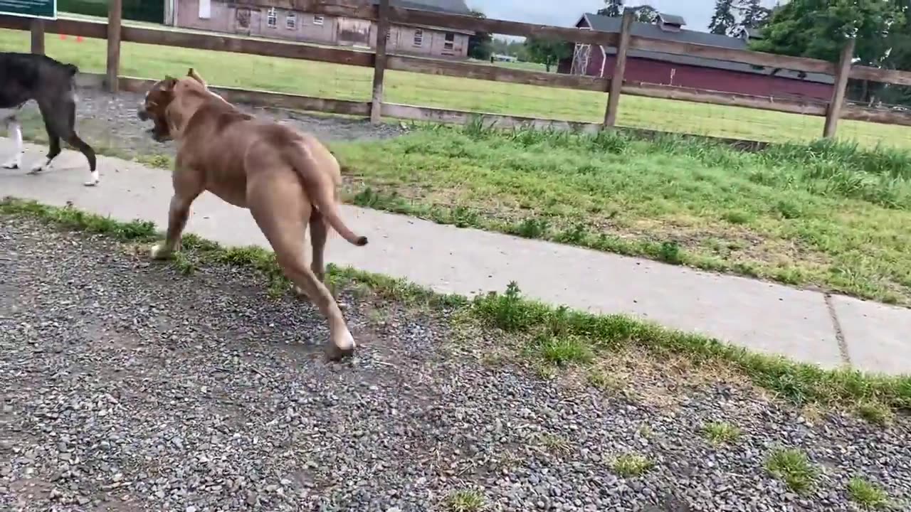 German Shepherd Attacks Pitbull [OFF LEASH PARK]