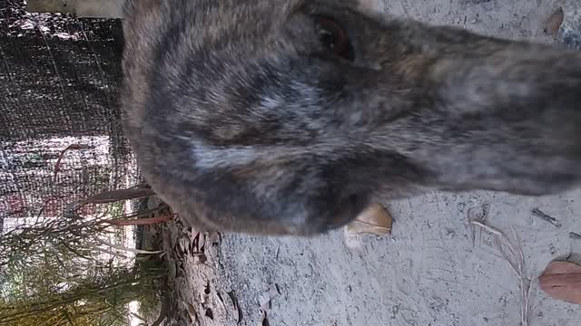 Thailand dog