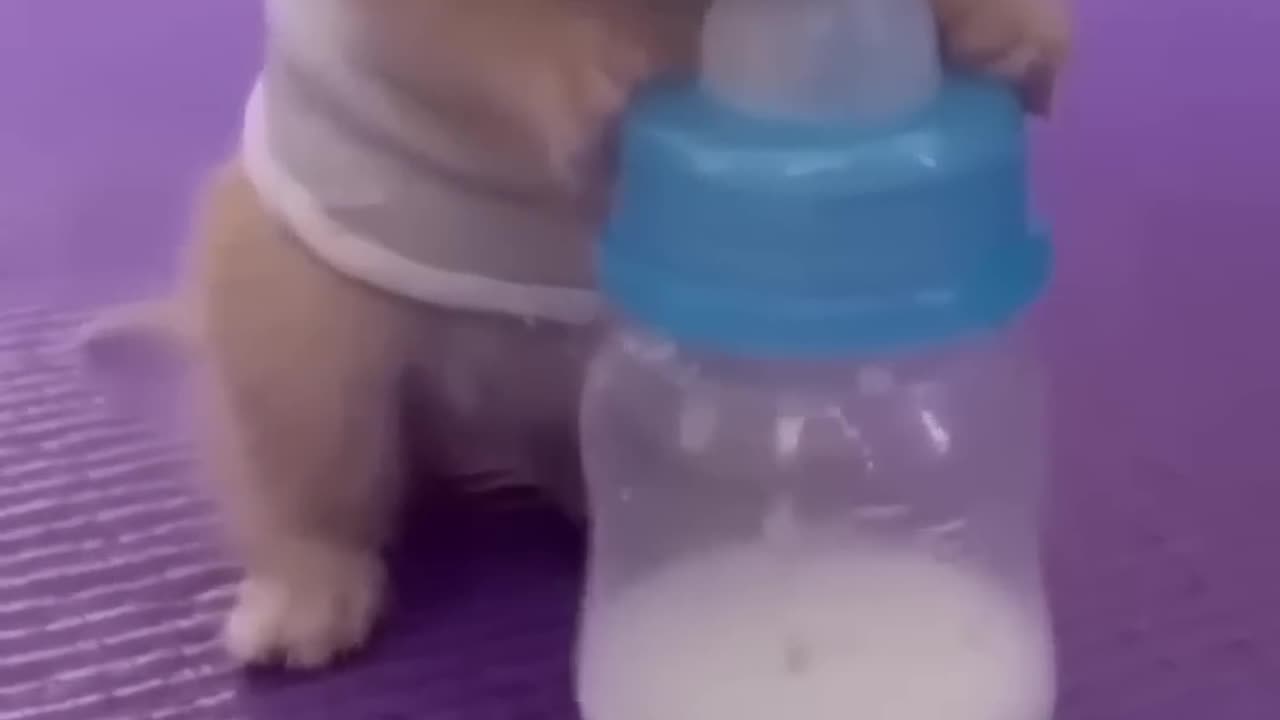 TOO CUTE TO HANDLE BABY ANIMAL