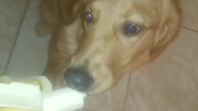 Cleo eats a banana