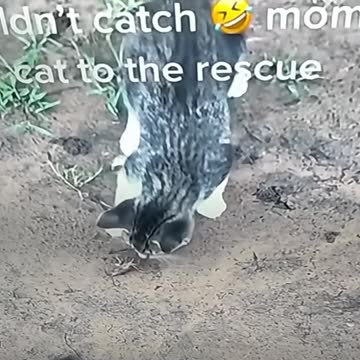 Little Cat In Trouble