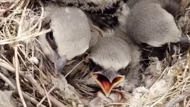 Wedge-tailed shrike sprouts in the nest