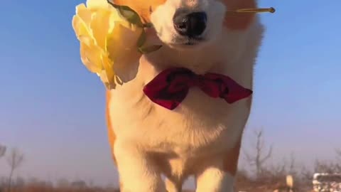 Corgis walk gracefully, like a gentleman full of handsome