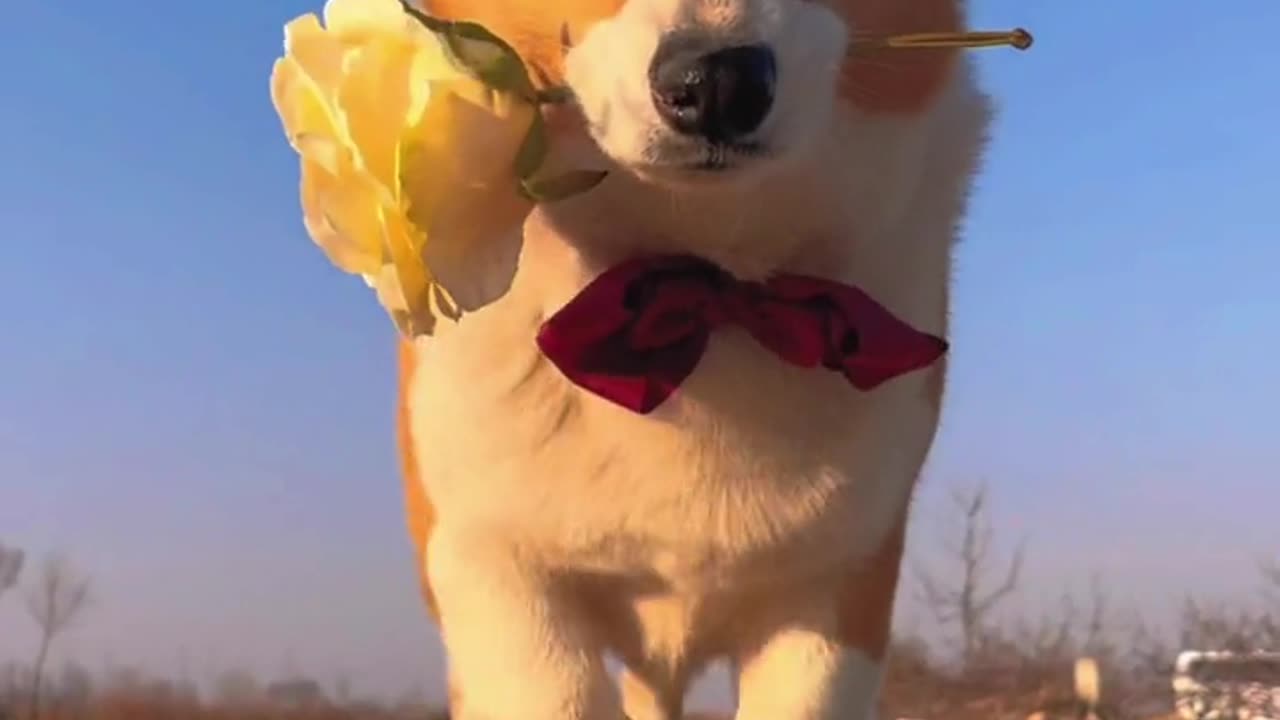 Corgis walk gracefully, like a gentleman full of handsome
