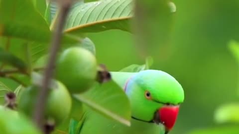 Beautiful parrot