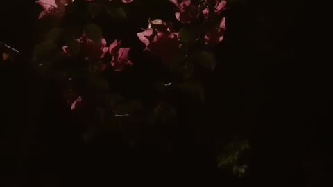 Mini vlog