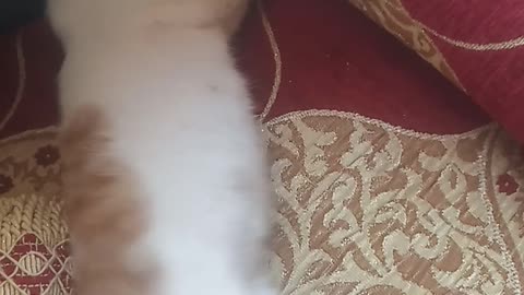 عندما تنام القطط