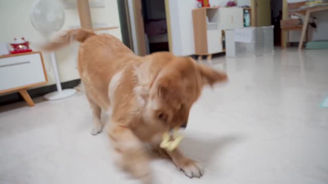 Golden Retriever was disturbed by Little Corgi. The scene is so funny!