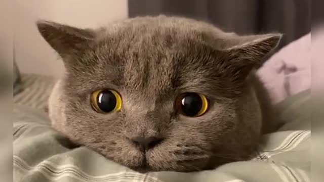 #catsoftikok #cat #fyp #foryou #pet #cutebaby #CapCut
