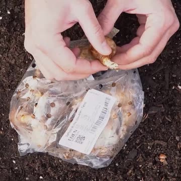👍🏼Tip for Planting Daffodils CORRECTLY💯