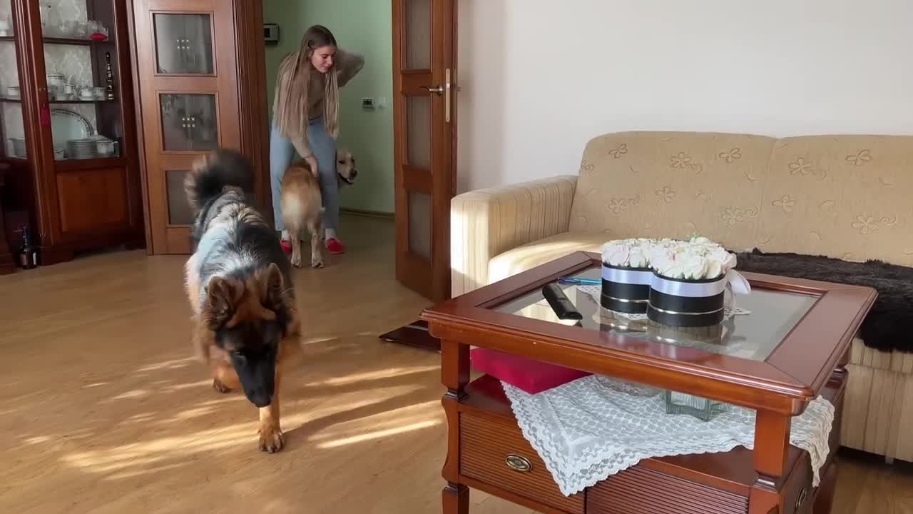 German Shepherd Puppy Meets a Cat For The First Time