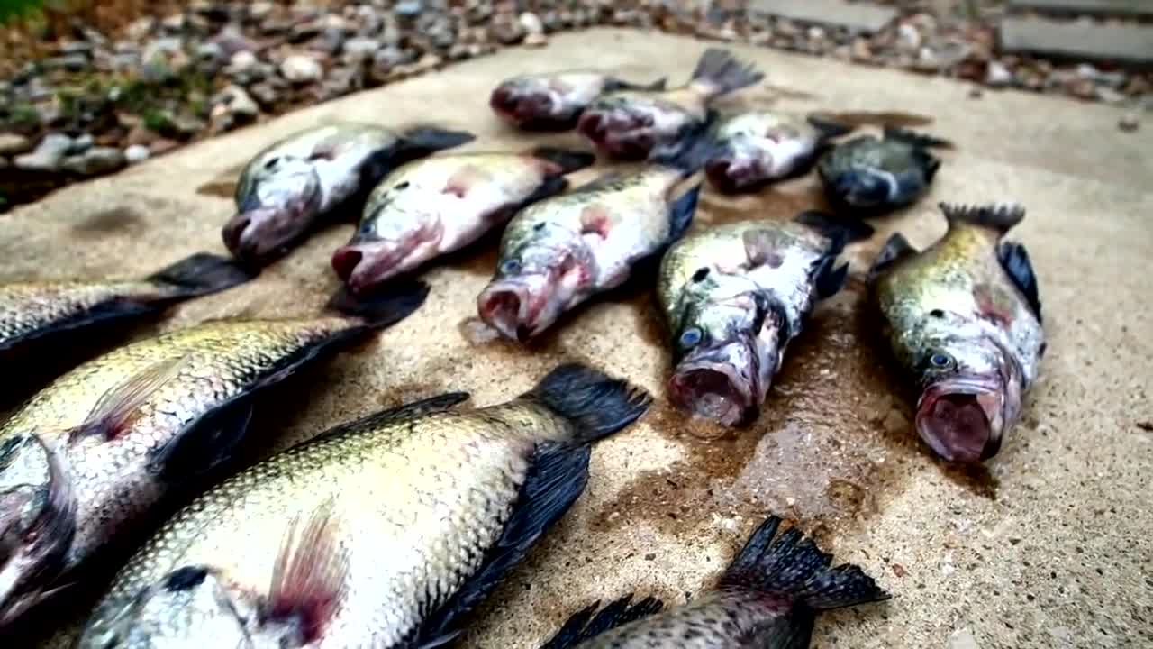 BIG CRAPPIE SPAWNING in Shallow Brush! CATCH & COOK