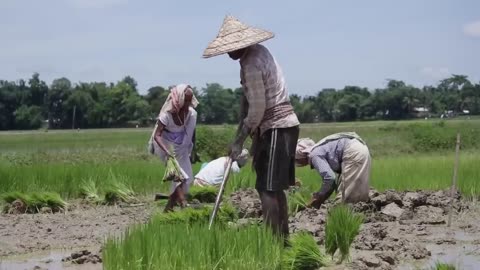 Man Versus Elephant- How Assam Deals With Living in Close Proximity to the Giants