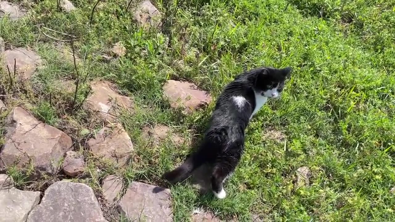 A kitten basking in the sun