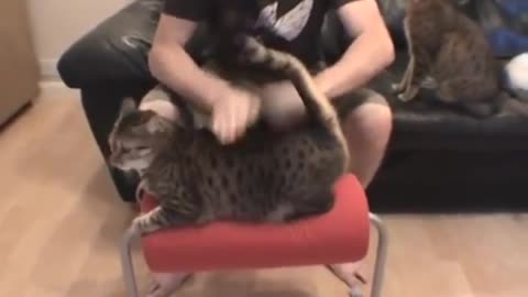 Cat Loves Agressive Petting