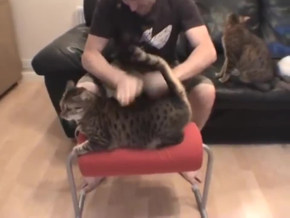 Cat Loves Agressive Petting