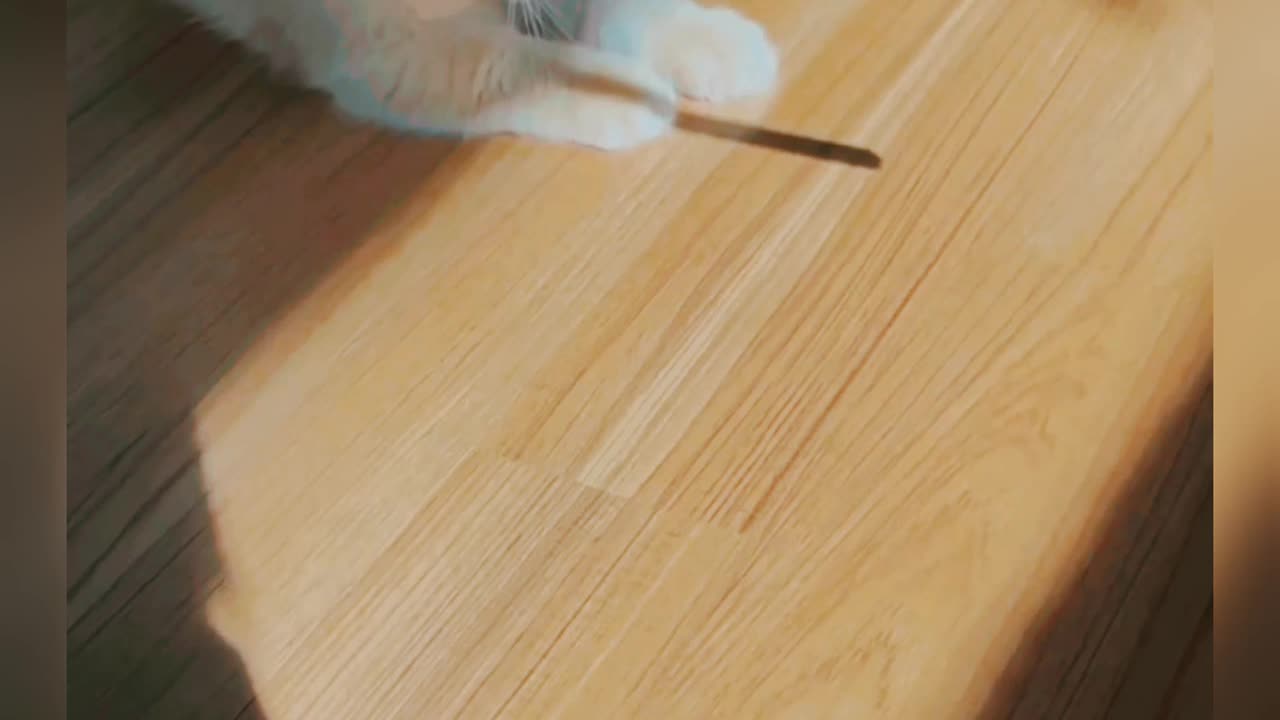 FUNNY CAT PLAY WITH SHADOW π π & other CUTE ANIMALS π₯ |Animals Videosπ₯π₯π|
