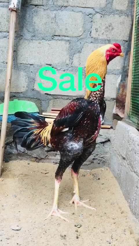 Rooster 🐓 fightin big energy #shorts