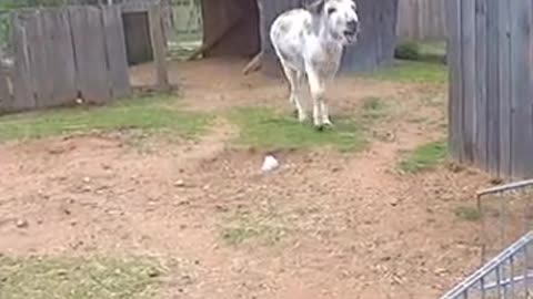 Animals can be amazing
