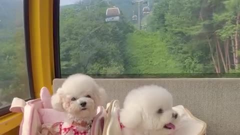 Cute puppy funny moment 😍😍😍