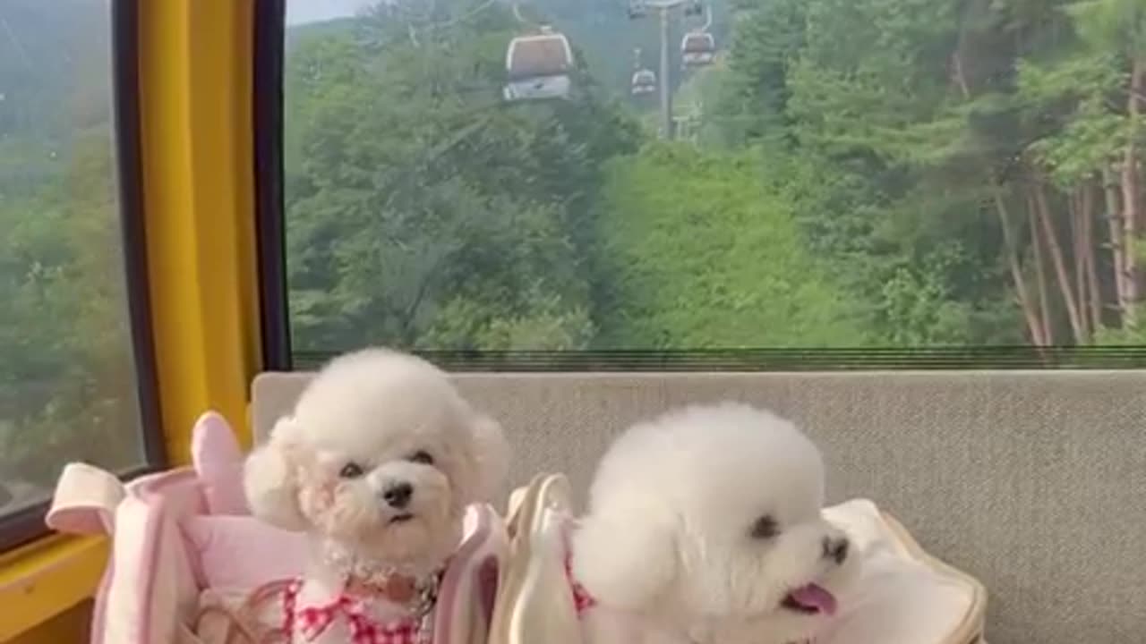 Cute puppy funny moment 😍😍😍
