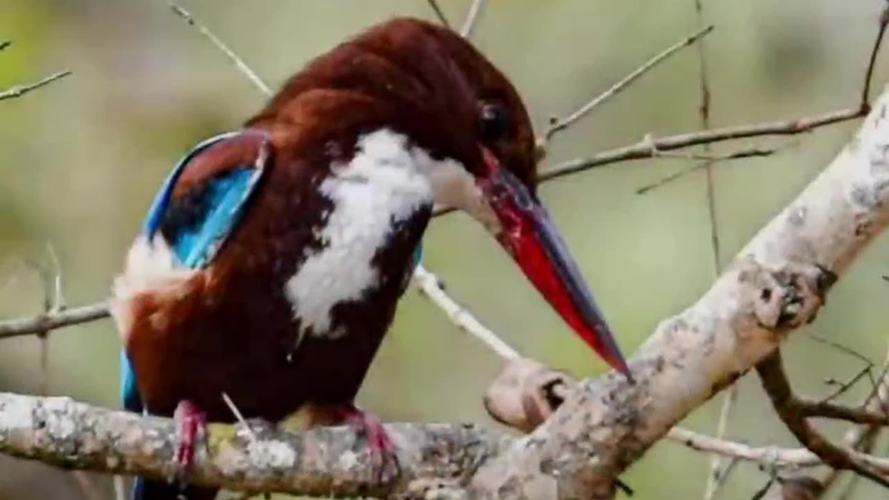 Have a look at these beauties of India #beautifulbirds