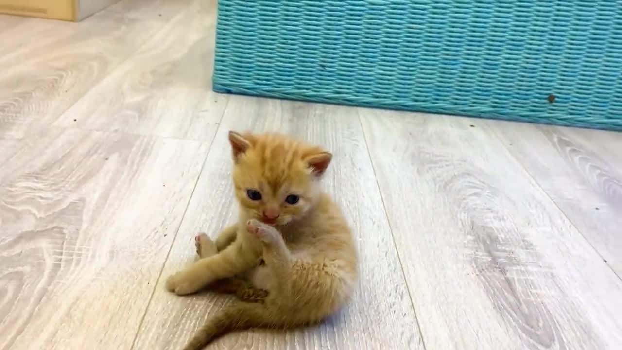 Baby monkey Susie protects the kitten from the dad cat