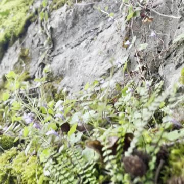 Freedom Cash Geocaching Paper Wallet -