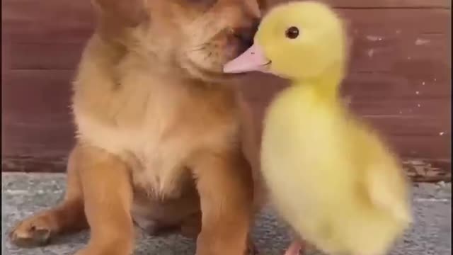 Funny Animal Video #Shorts