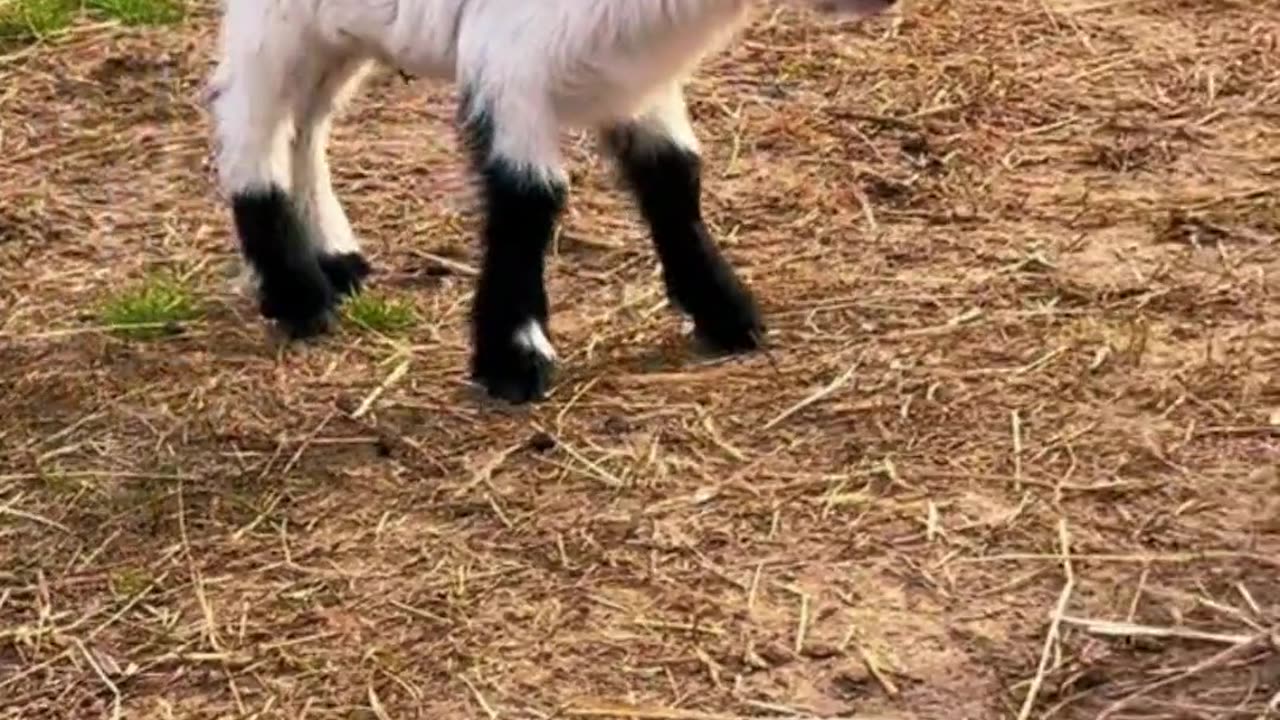 The funny and dancing lamb ! ! ! 🥰 🤩