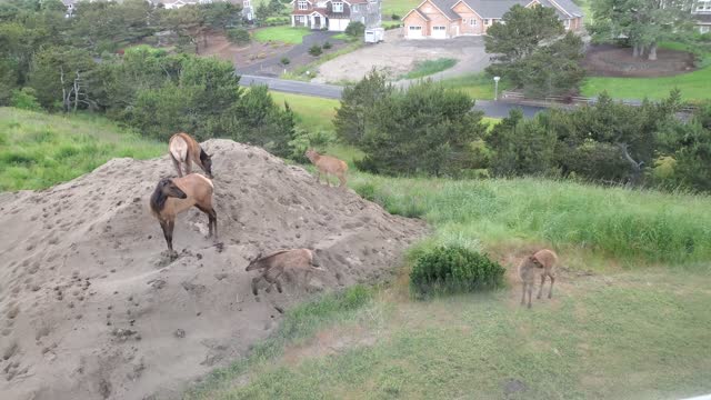 Baby Elk Play King of the Hill on Oregon Coast