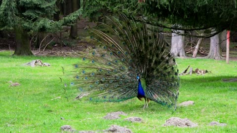 Creative bird peacock