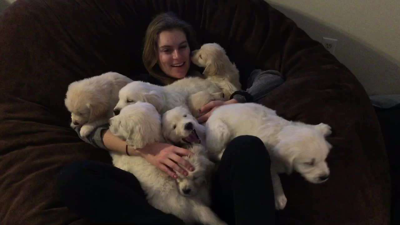 English Cream Retriever Puppy Pile