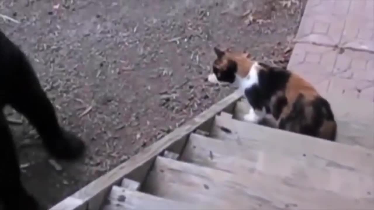 Funny animals to amuse the people a little