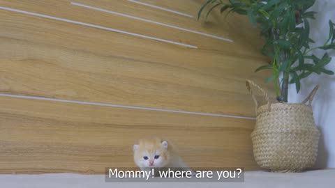 Tiny Kitten Pudding is crying to find mother cat',',',