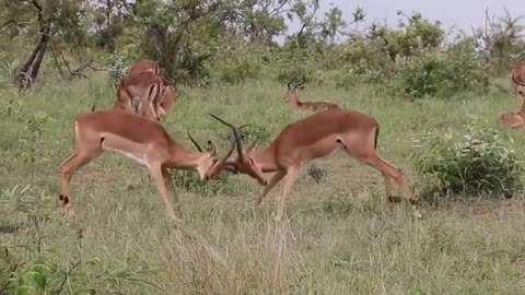 Impala rams Fighting