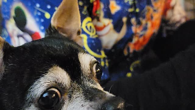 Brat Chihuahua