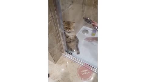 Animals SOO Cute! AWW Cute baby animals Videos Compilation Funniest and Cutest moment of animals