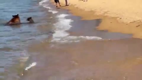 Bear Family Goes for Swim in Cool Waters of Lake Tahoe