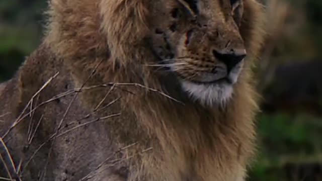 The lion