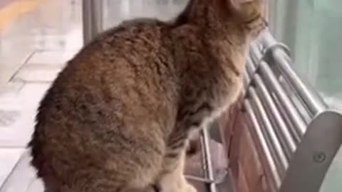 Funniest Cat And Dogs 😂 Funny Animal Videos 2023